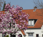 De Riet